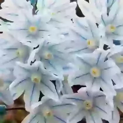 Libanotica